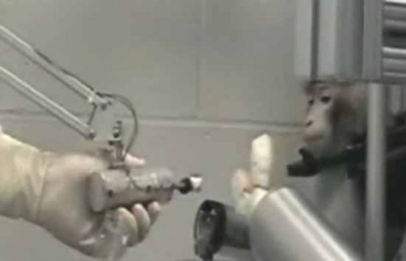 Un mono mueve un brazo biónico - Ciencia y tecnología en Rtve.es | Ver