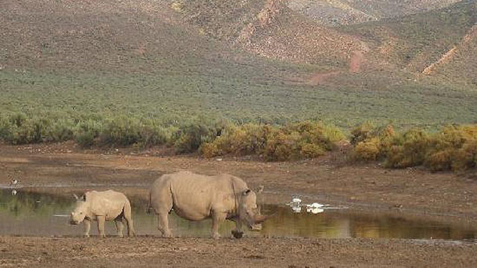 On Off: La esperanza de los rinocerontes