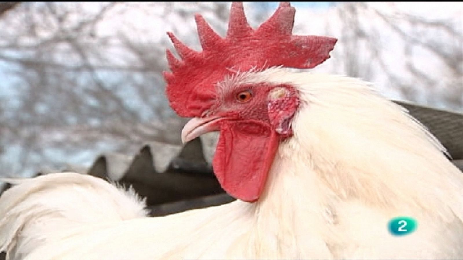 Agrosfera - 23/04/11 - Ver ahora