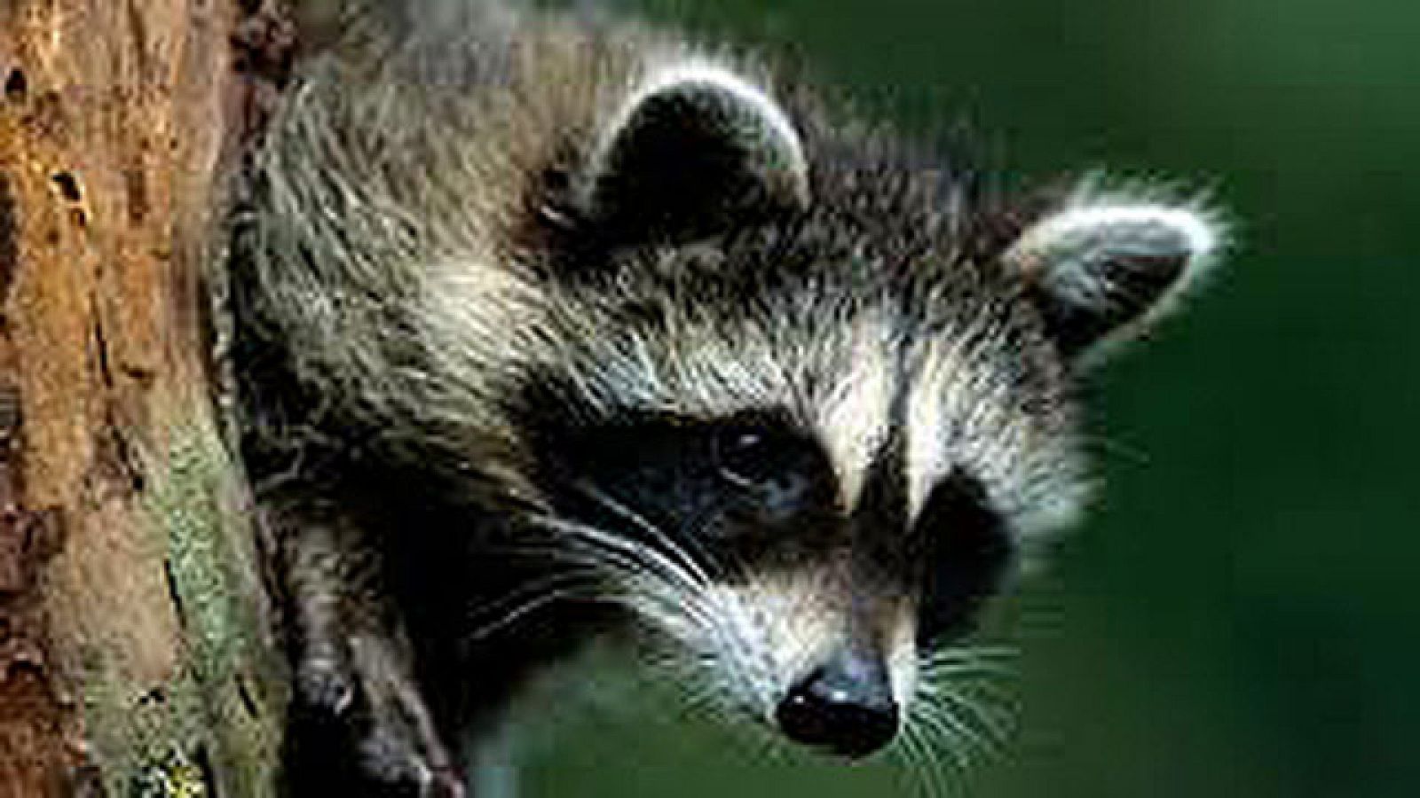 On Off: Un mapache a la fuga - On Off | Ver