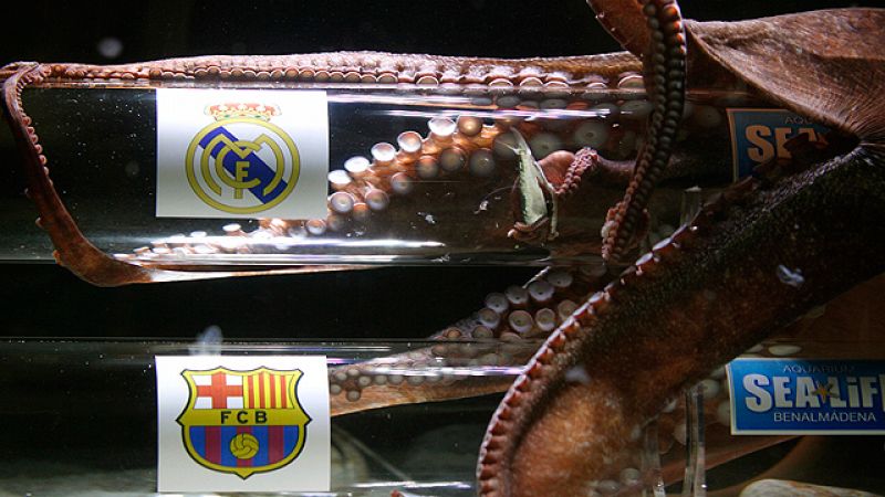 El pulpo Iker, que se encuentra en un acuario de Benalmádena (Málaga), ha "pronosticado" hoy la clasificación del Real Madrid para la final de la Liga de Campeones y que por lo tanto superará la eliminatoria semifinal que le mide a partir de mañana a