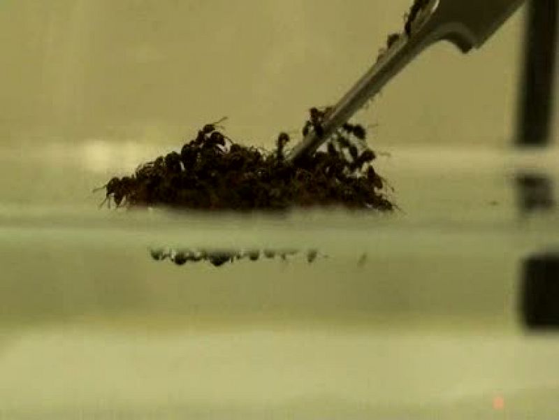 La unión entre hormigas crea una balsa de aire resistente al agua