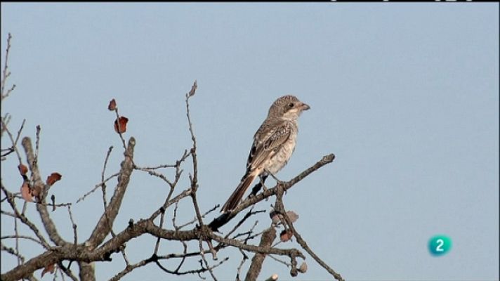 Biodiario - Biodiario - 26/04/11