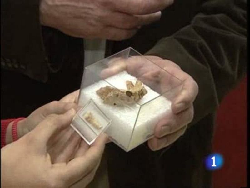 Una mandíbula de Atapuerca puede desestabilizar las bases de la evolución humana