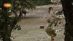 El ganso ibérico, un animal fuerte y duro