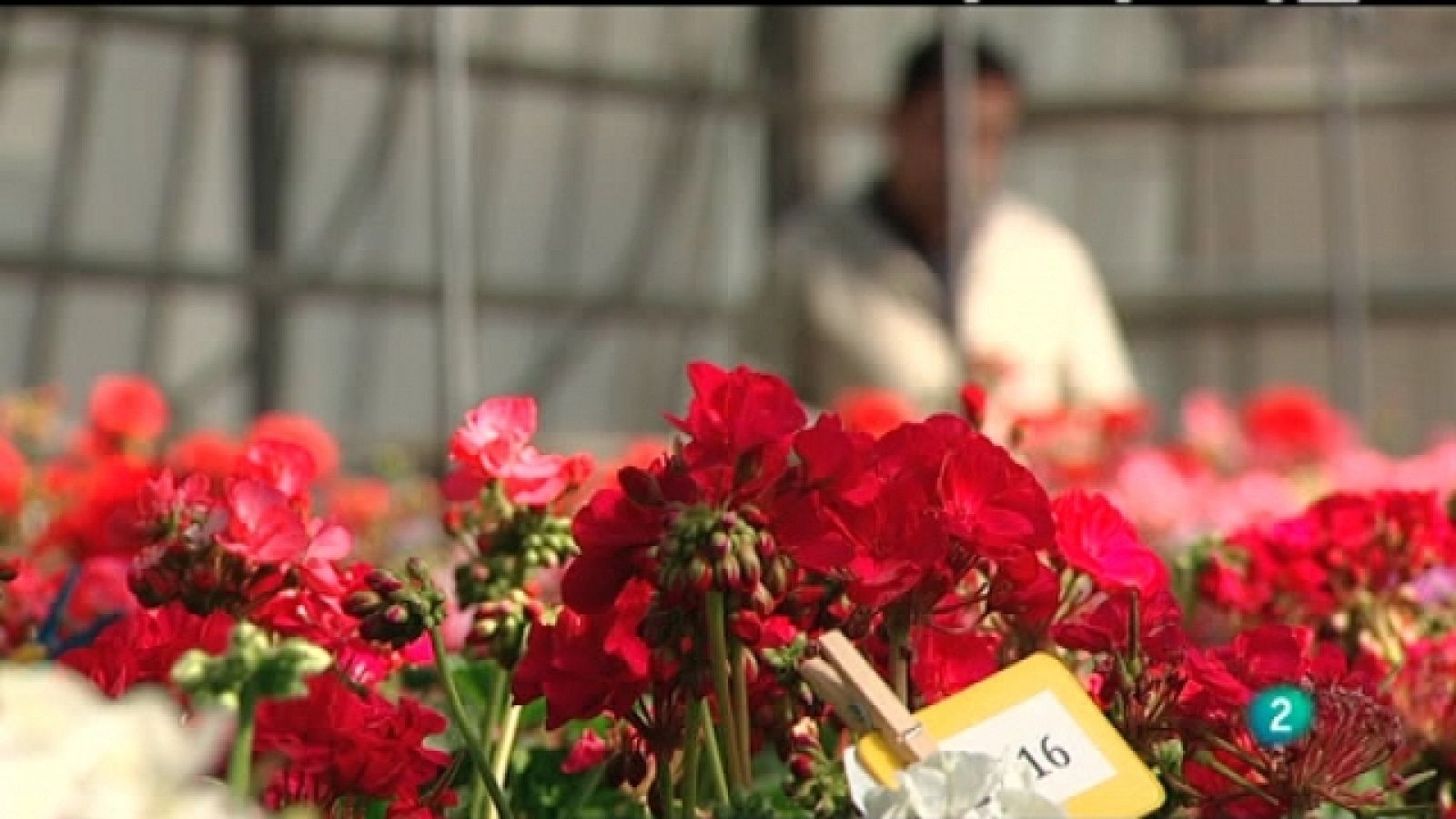 El escarabajo verde - Vida entre las flores - Ver ahora