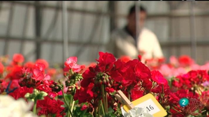 El escarabajo verde - Vida entre las flores