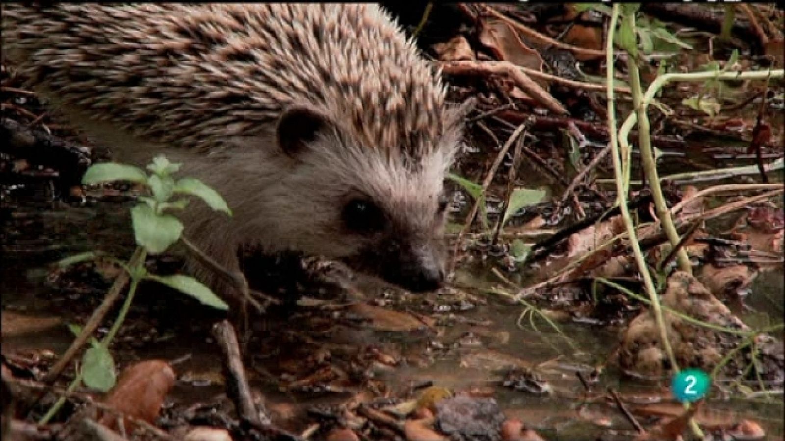 Biodiario - 29/04/11