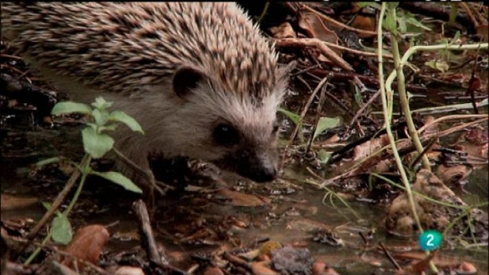 Biodiario - Biodiario - 29/04/11