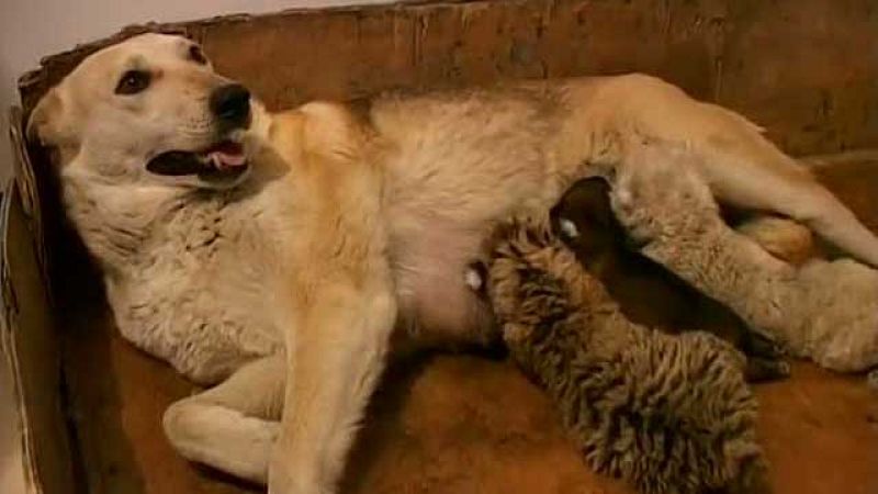  Una perra amamanta a dos tigres