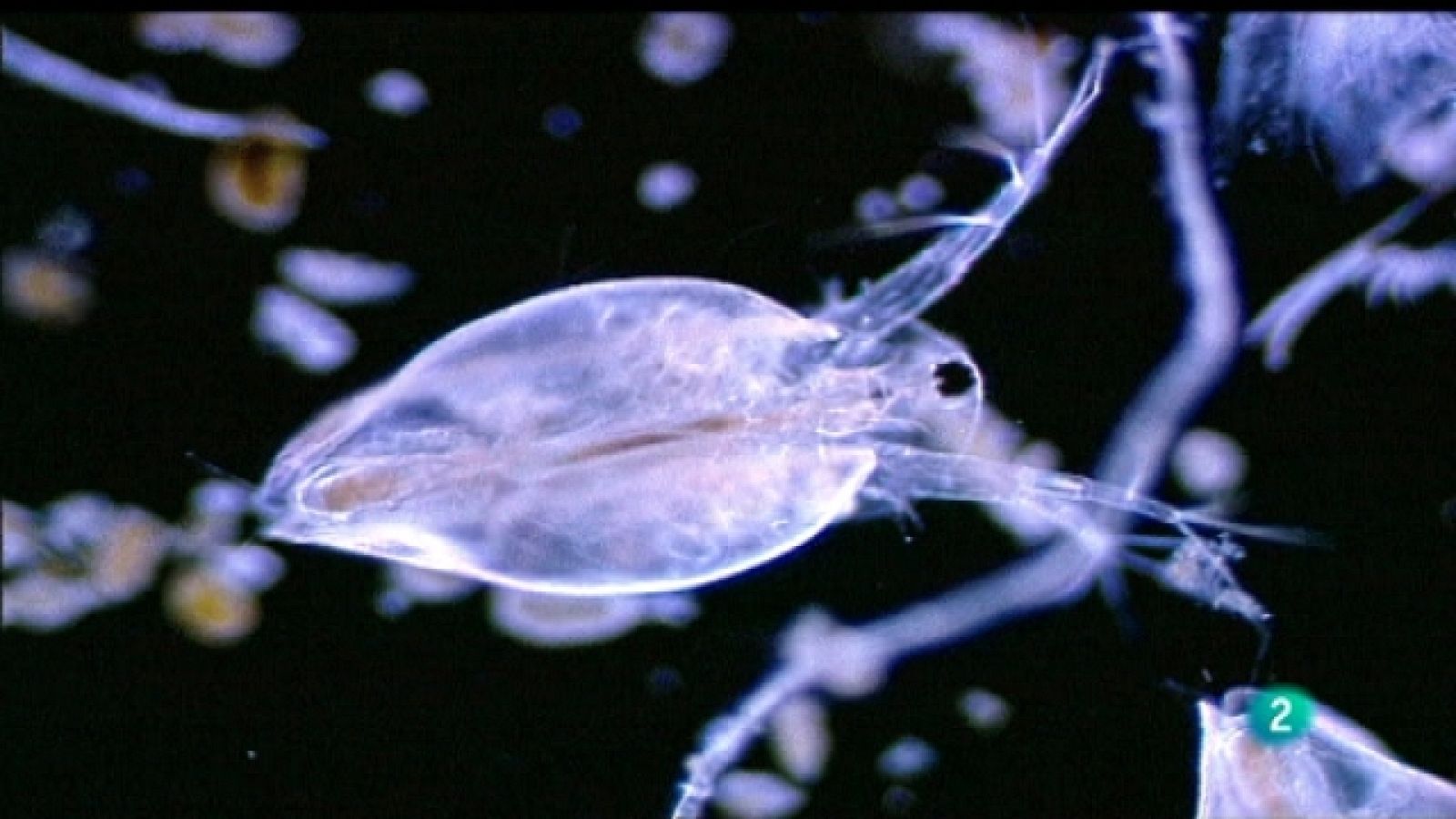 La aventura del saber - 02/05/11 - Ver ahora