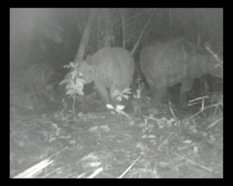 Grabados rinocerontes de Java