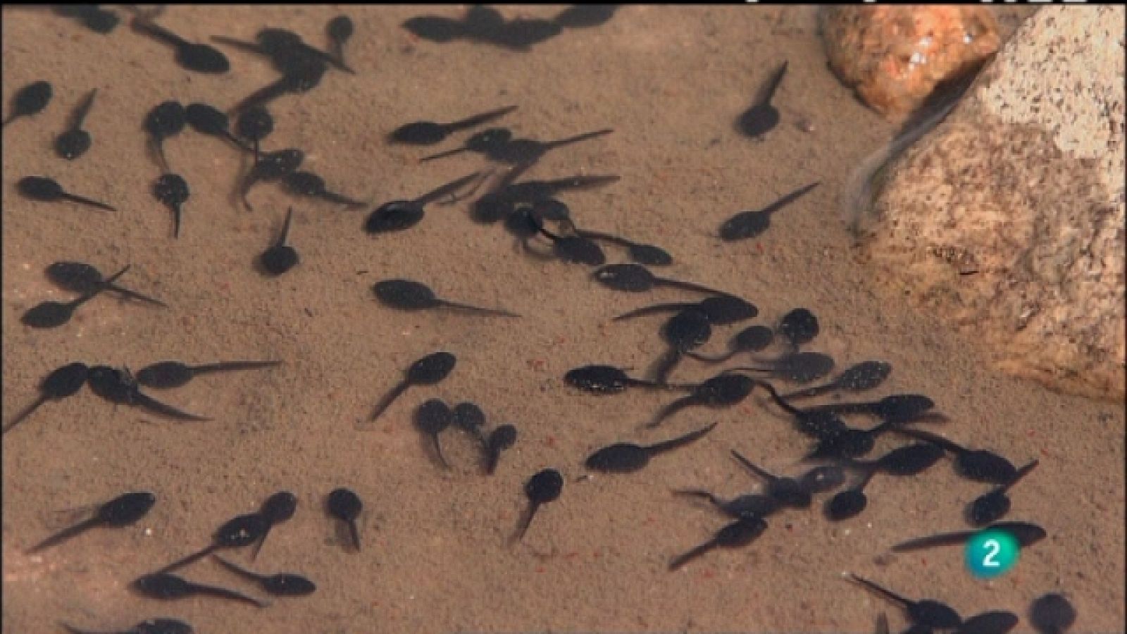 Biodiario  - 03/05/11 - Ver ahora