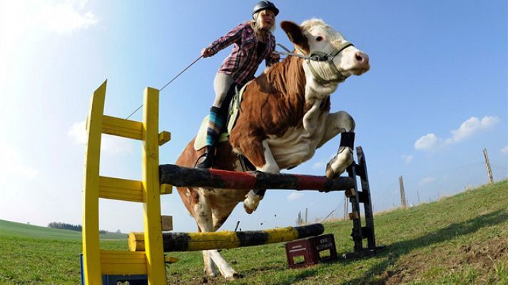 ¡Mamá quiero un caballo!