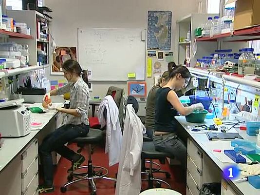 Telediario 1 - Barbacid, acusa al Gobierno de paralizar una investigación contra el cáncer de pulmón