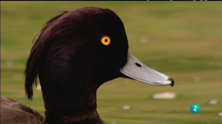 Biodiario - Biodiario - 04/05/11