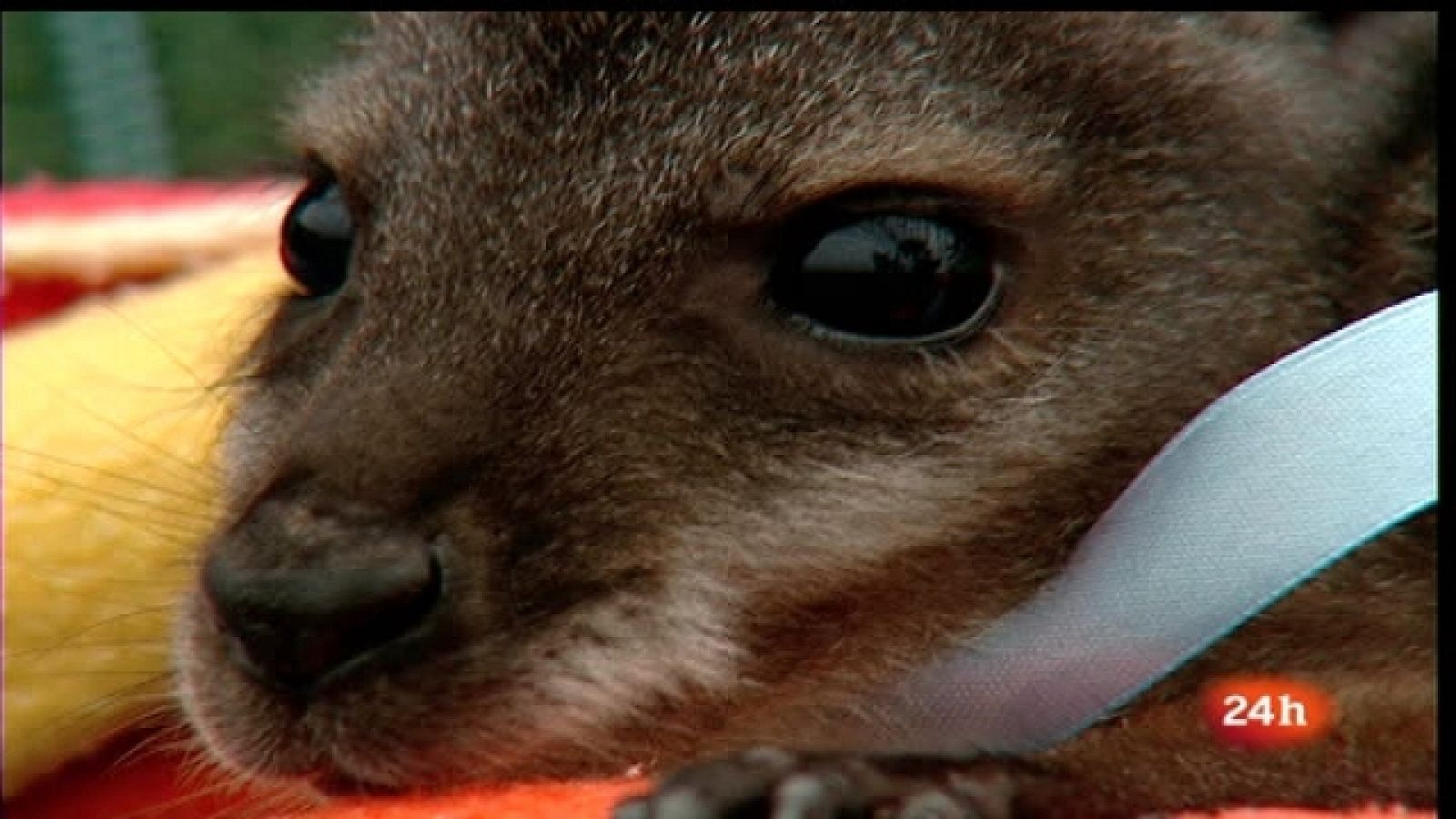 España en 24 horas - 05/05/11 - La actualidad de las comunidades autónomas - Ver ahora