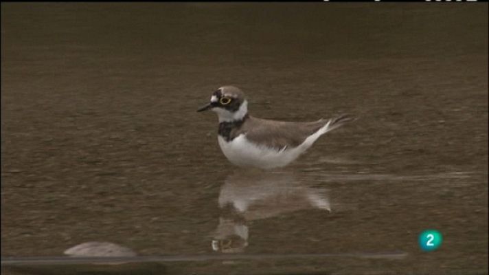 Biodiario - Biodiario - 05/05/11