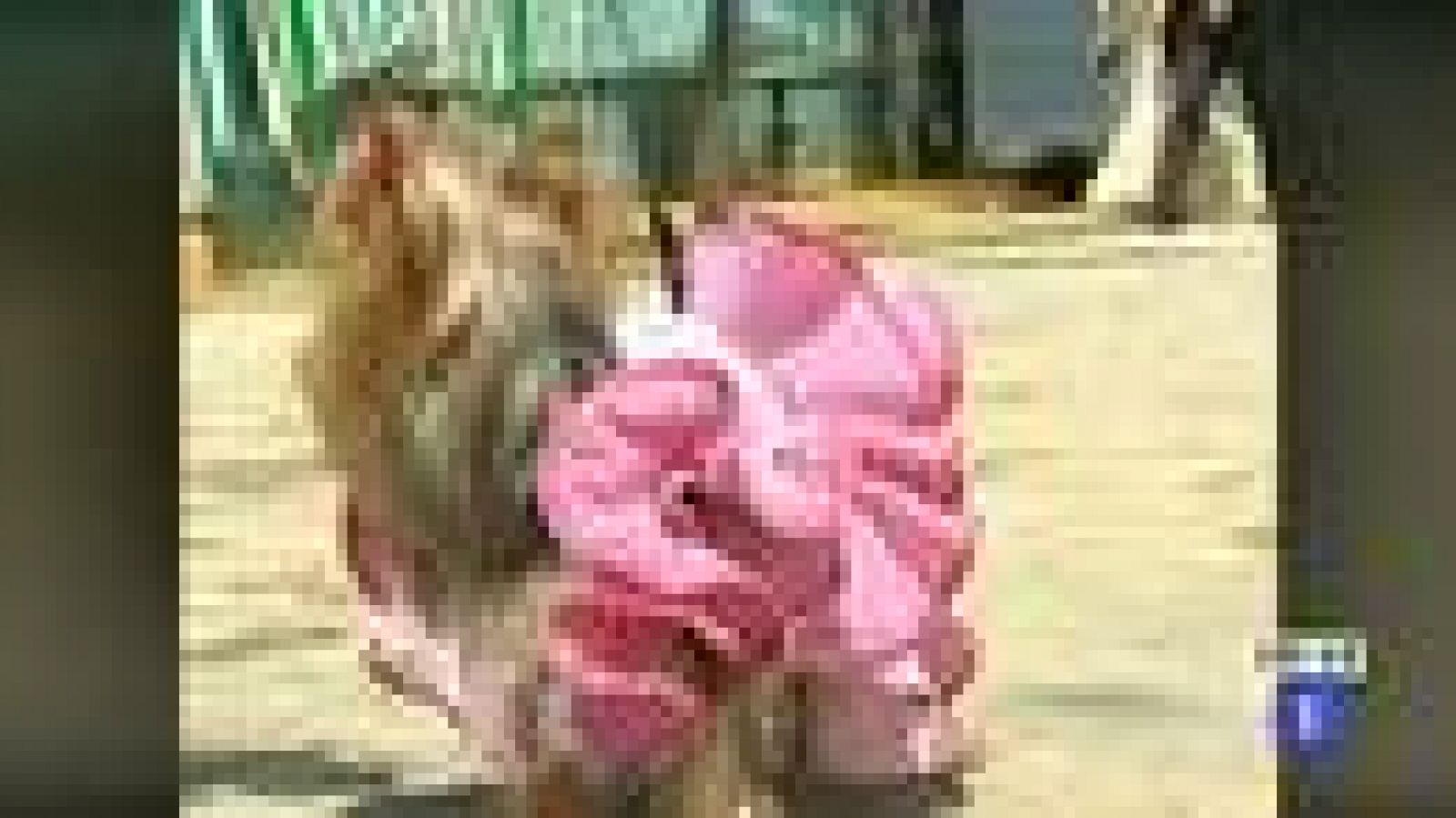 Desayunos - La Tira de Nacho - 06/05/11 | Ver