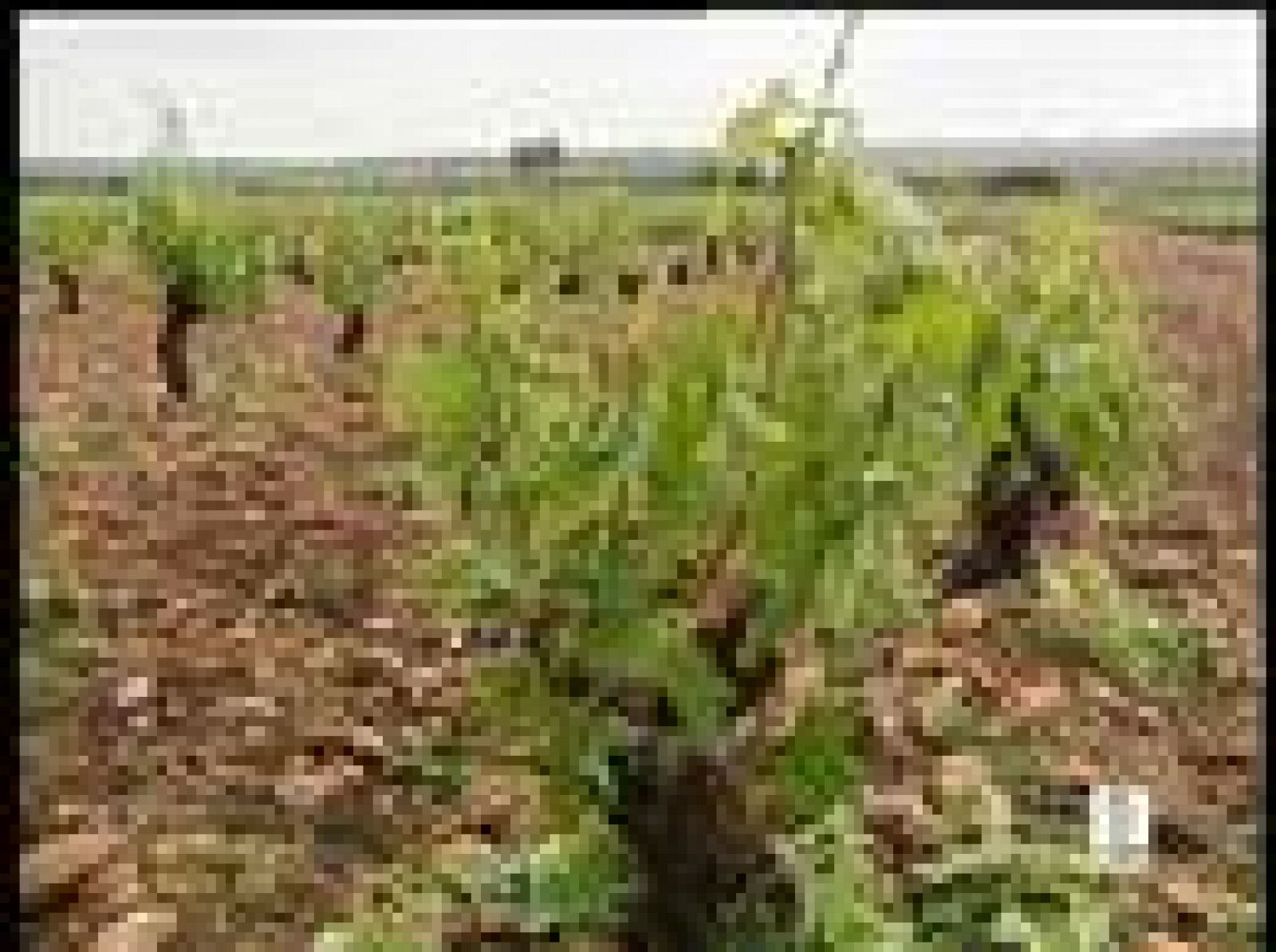 Sin programa: Daños en las viñas por el granizo | RTVE Play
