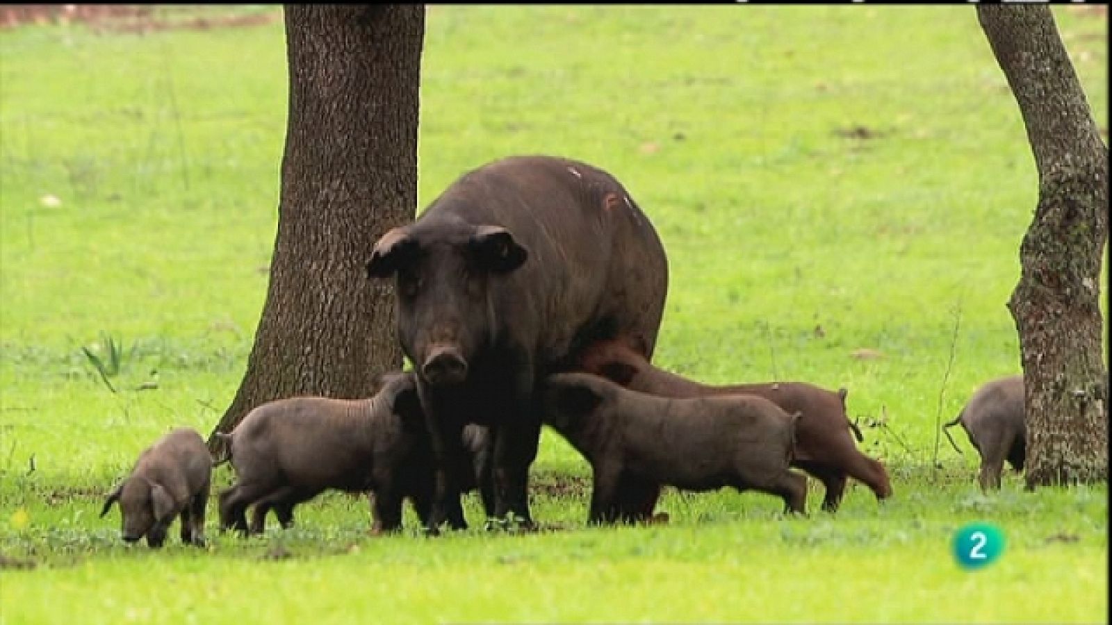 Biodiario - 06/05/11 - Ver ahora
