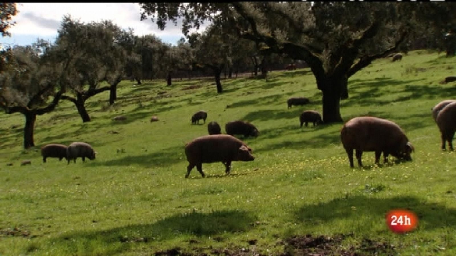 Crónicas - El bosque habitado - Ver ahora