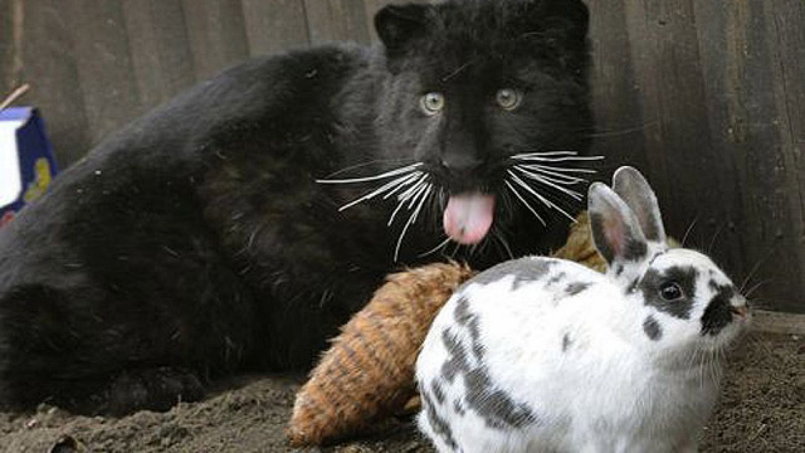 On Off: La extraña pareja - On Off | Ver