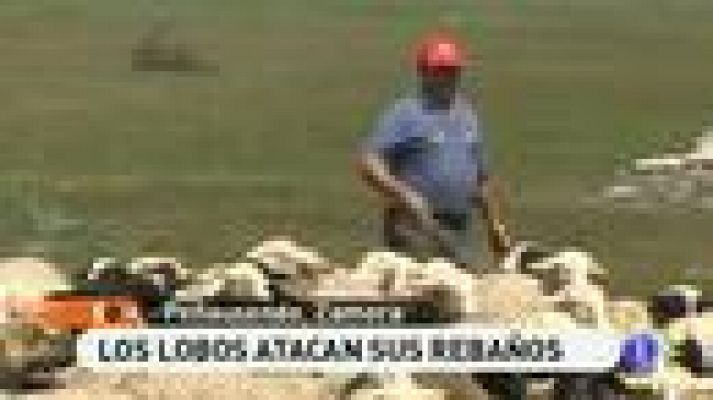 España Directo - Hartos de los lobos