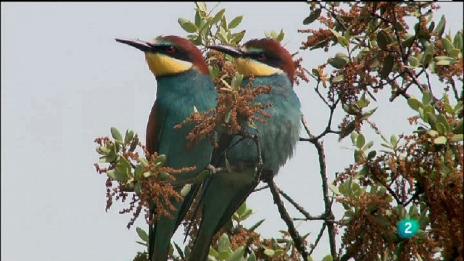 Biodiario - 10/05/11 - Ver ahora