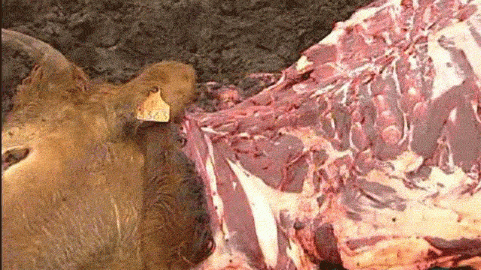 "Comer animales" de Jonathan Safran Foer - La 2 Noticias | Ver