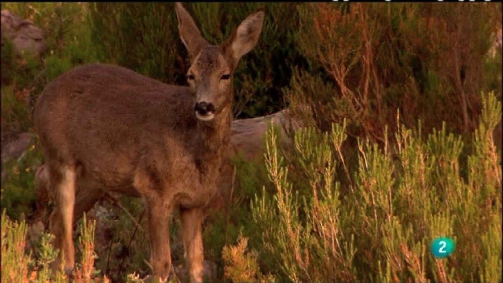 Biodiario - 11/05/11 - Ver ahora