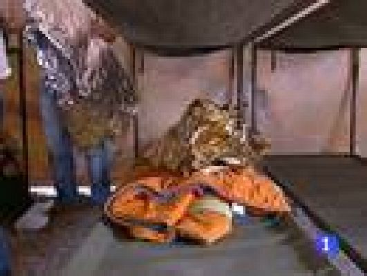 Telediario 1 - Un 20% de inmigrantes en Lorca