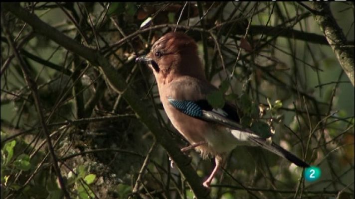 Biodiario - Biodiario - 13/05/11