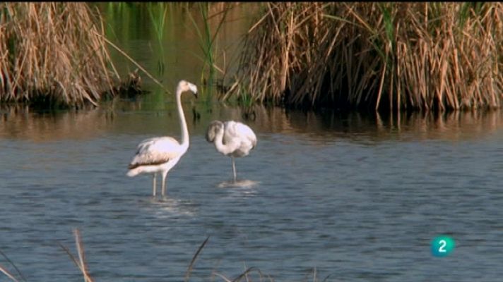 Divulgador ambiental: Joaquín Arauj