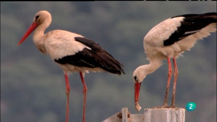 Biodiario - Biodiario - 16/05/11