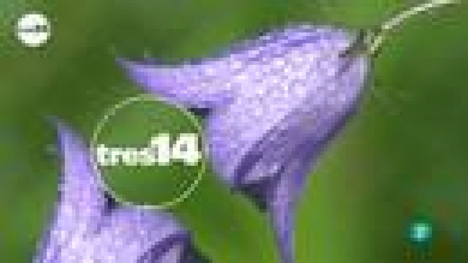 tres14: ¿Las flores están menos perfumadas? | RTVE Play