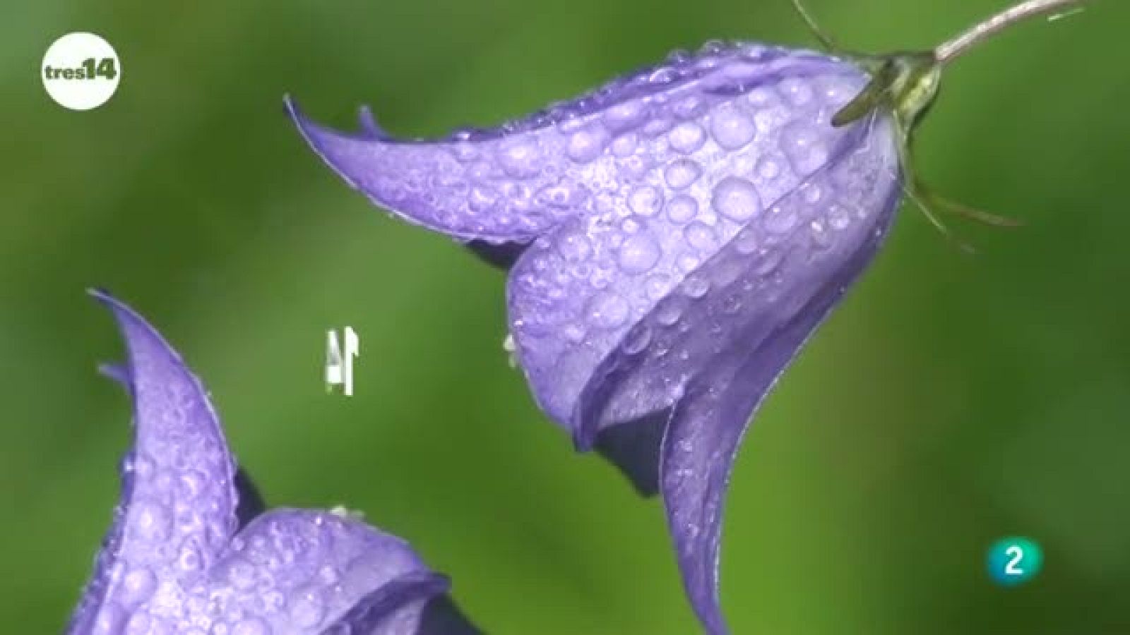 tres14: ¿Las flores están menos perfumadas? | RTVE Play