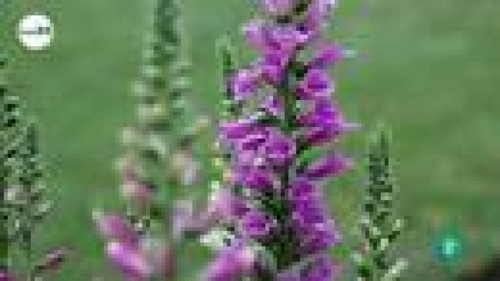 tres14 - curiosidades científicas - ¿Cuándo florece una flor?