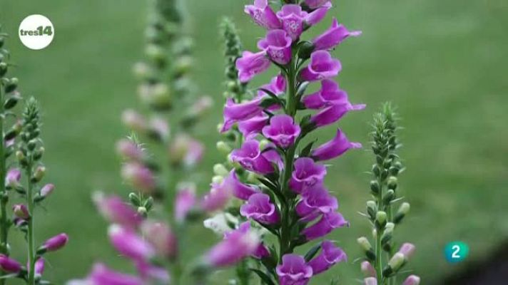 tres14 - ¿Cuándo florece una flor?