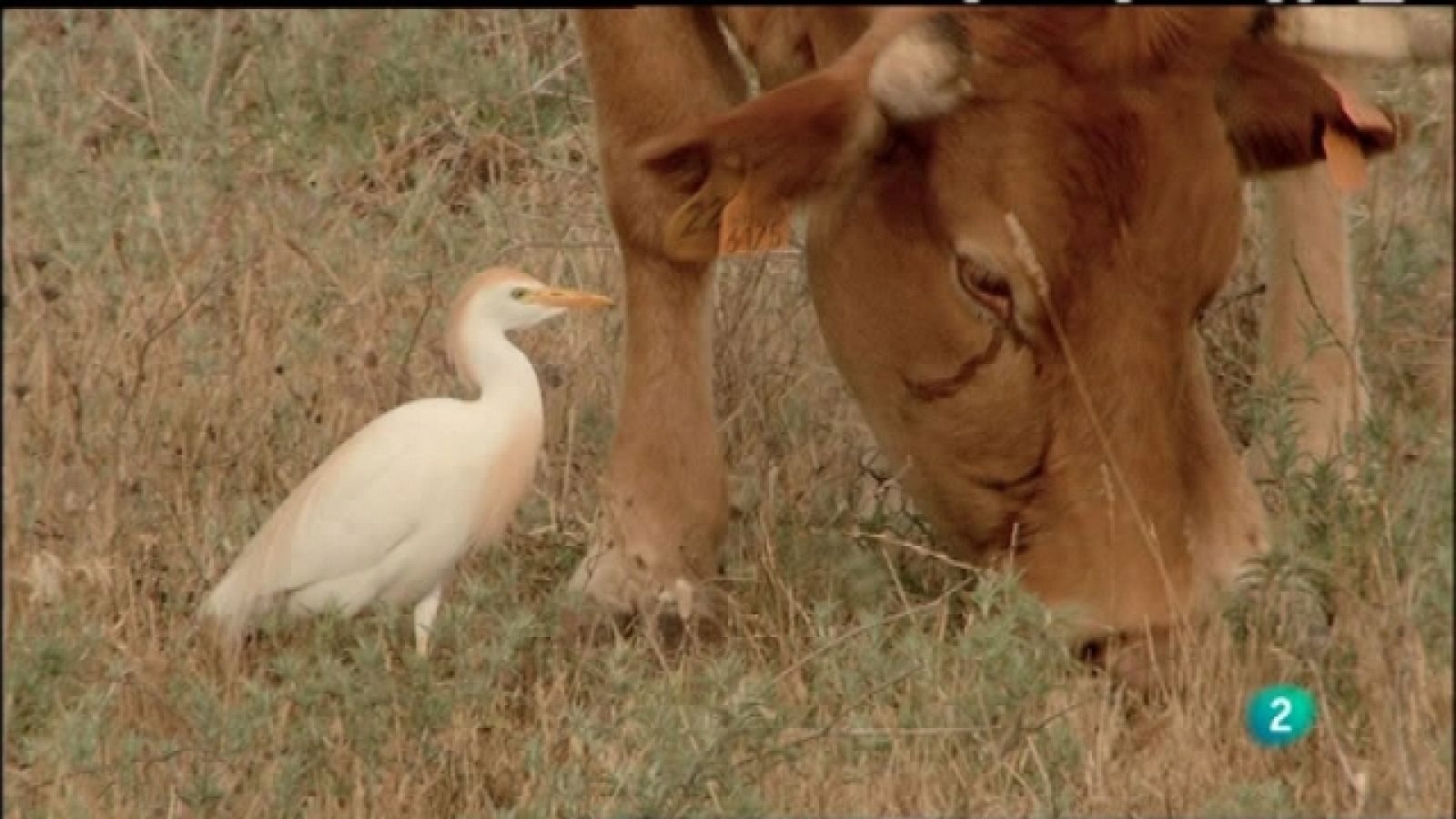 Biodiario - 18/05/11 - Ver ahora
