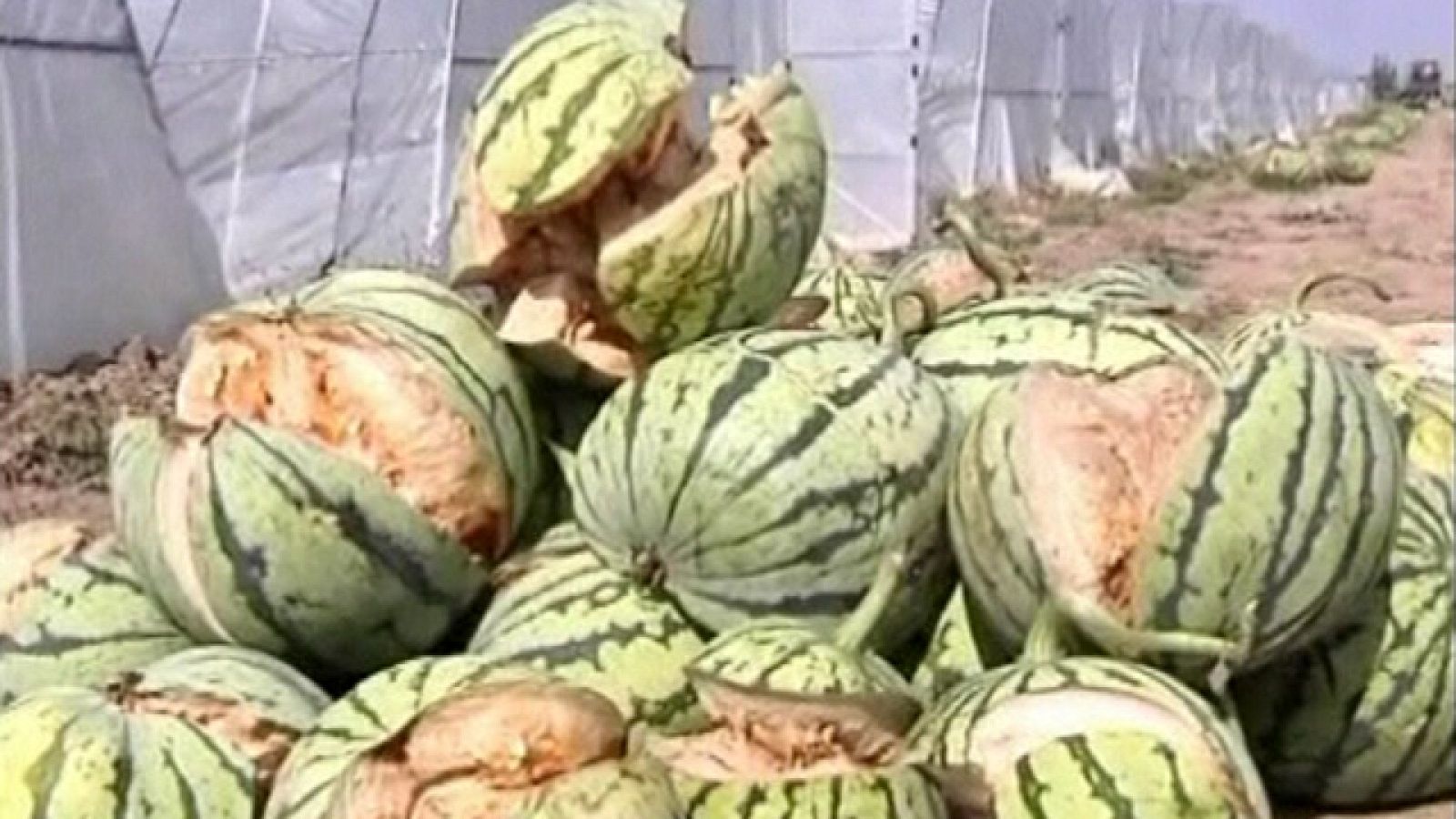 Sandías que explotan por el uso excesivo de productos químicos durante su cultivo