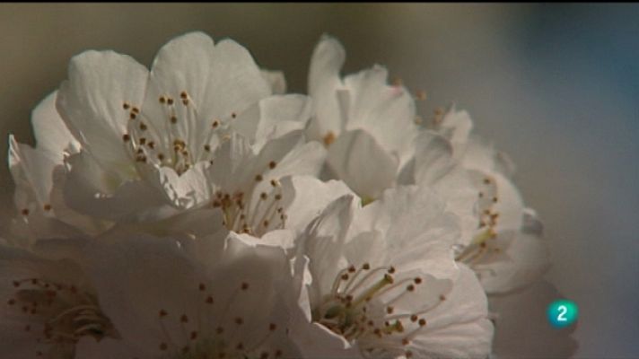 El escarabajo verde - Detrás de la postal del Jerte