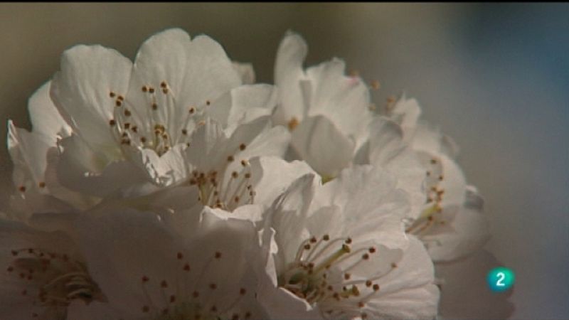 El escarabajo verde - Detrás de la postal del Jerte - Ver ahora 