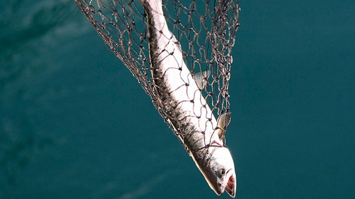 Lucha contra la pesca ilegal