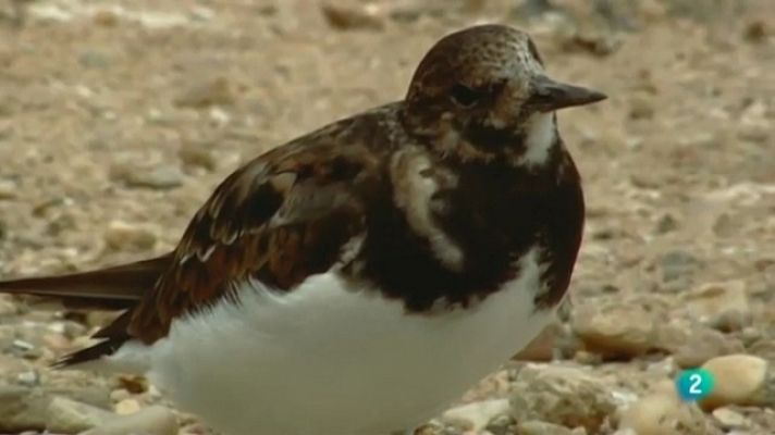 Biodiario - Biodiario - 21/05/11