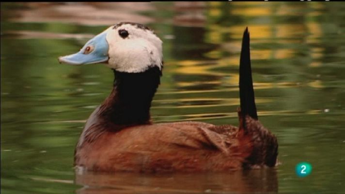 Biodiario - Biodiario - 23/05/11