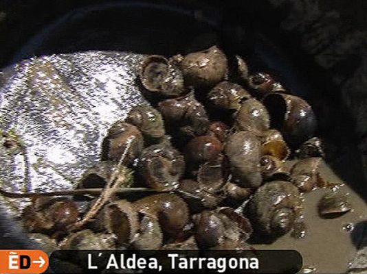 España Directo - Invasión de caracoles