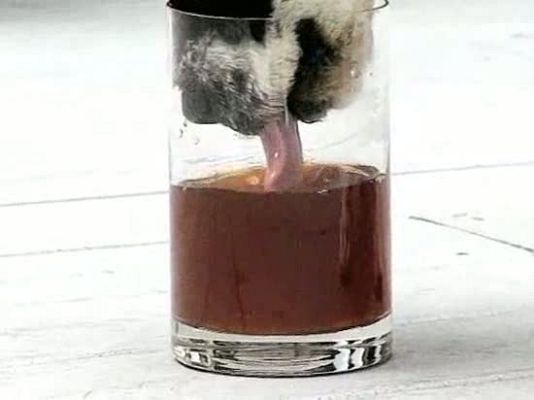 Ciencia y tecnología en Rtve.es - Perros y gatos beben del mismo modo