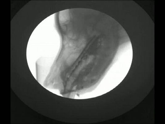 Ciencia y tecnología en Rtve.es - Los perros también emplean la gravedad para beber, igual que los gatos