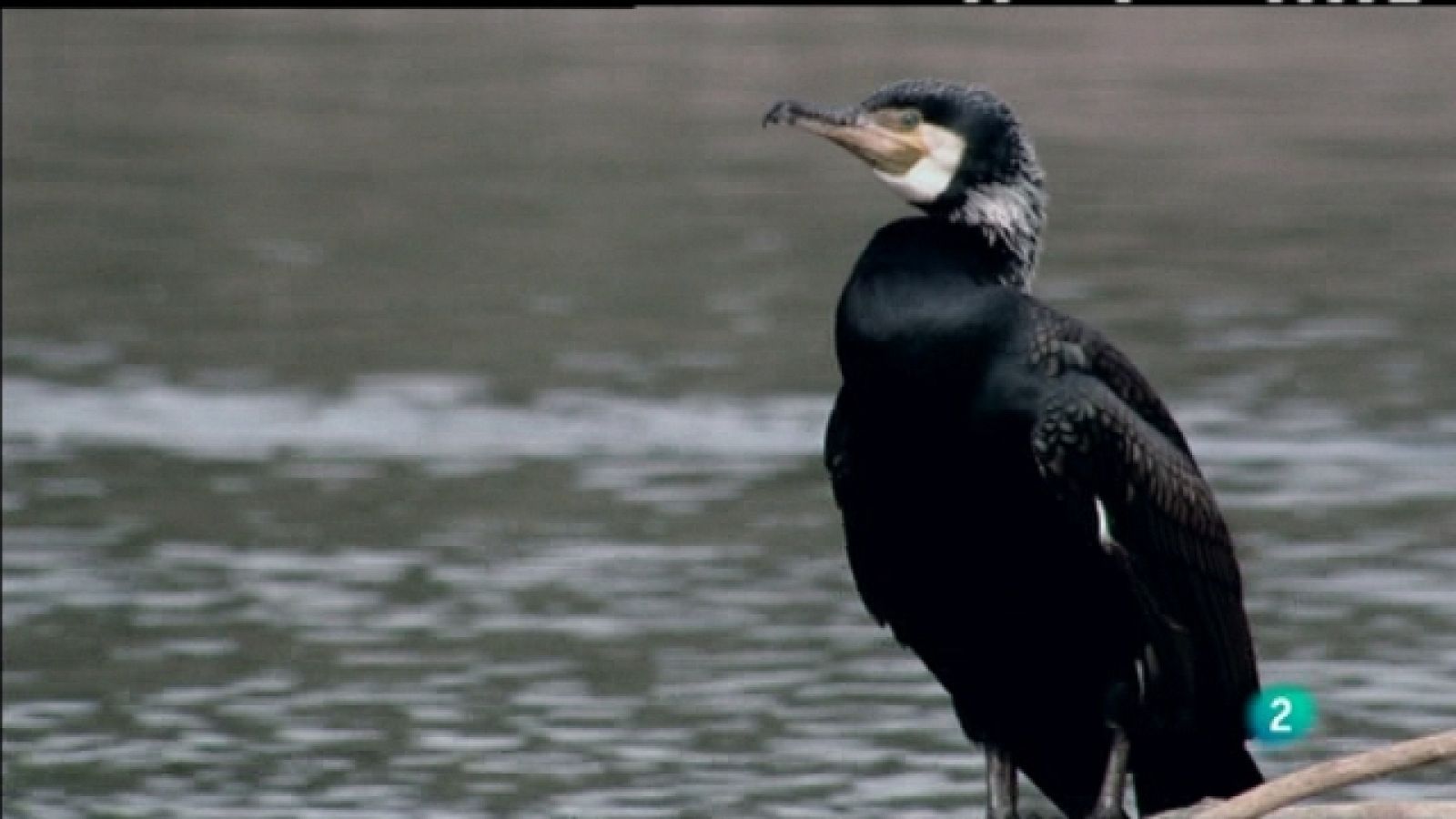 Biodiario - 25/05/11 - Ver ahora